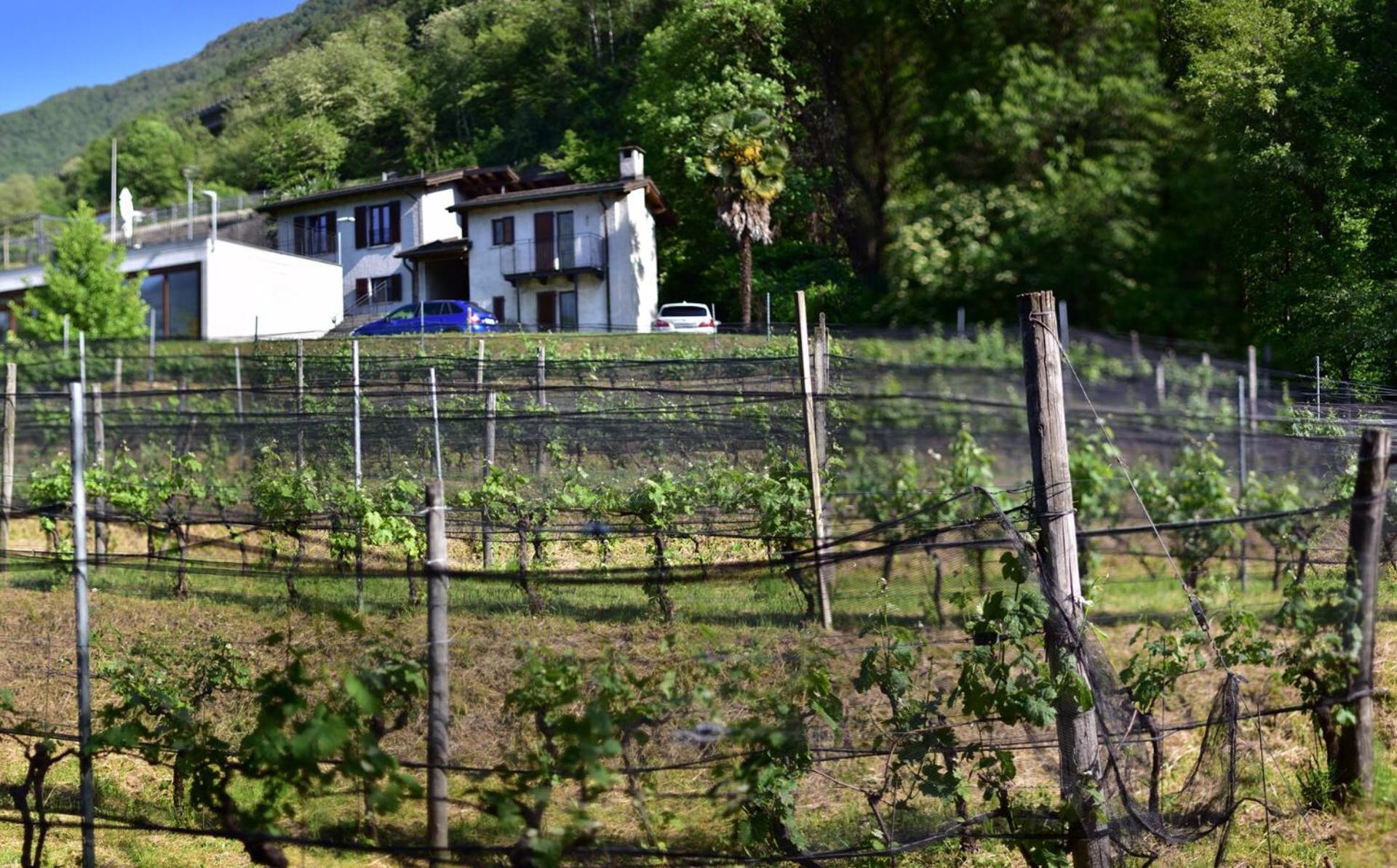 Viva Bacco Bed & Breakfast Gambarogno Luaran gambar