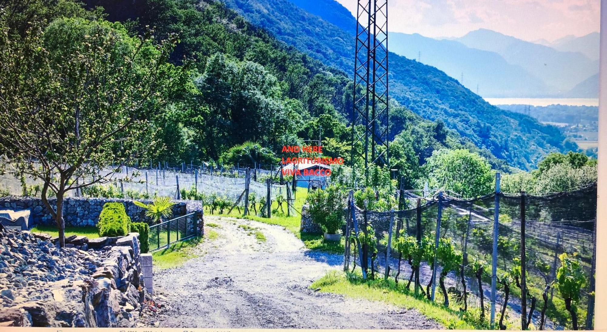 Viva Bacco Bed & Breakfast Gambarogno Luaran gambar